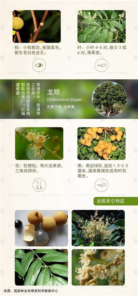 龍眼爛尾最忌三種東西，導致龍眼爛尾的三大原因及其防治要點 龍眼爛尾最忌三種東西，導致龍眼爛尾的三大原因及其防治要點 龍魚百科 第2張