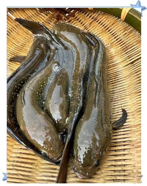 七星龍魚有哪些飼養技巧，七星龍魚的飼養技術 七星龍魚有哪些飼養技巧，七星龍魚的飼養技術 龍魚百科 第5張
