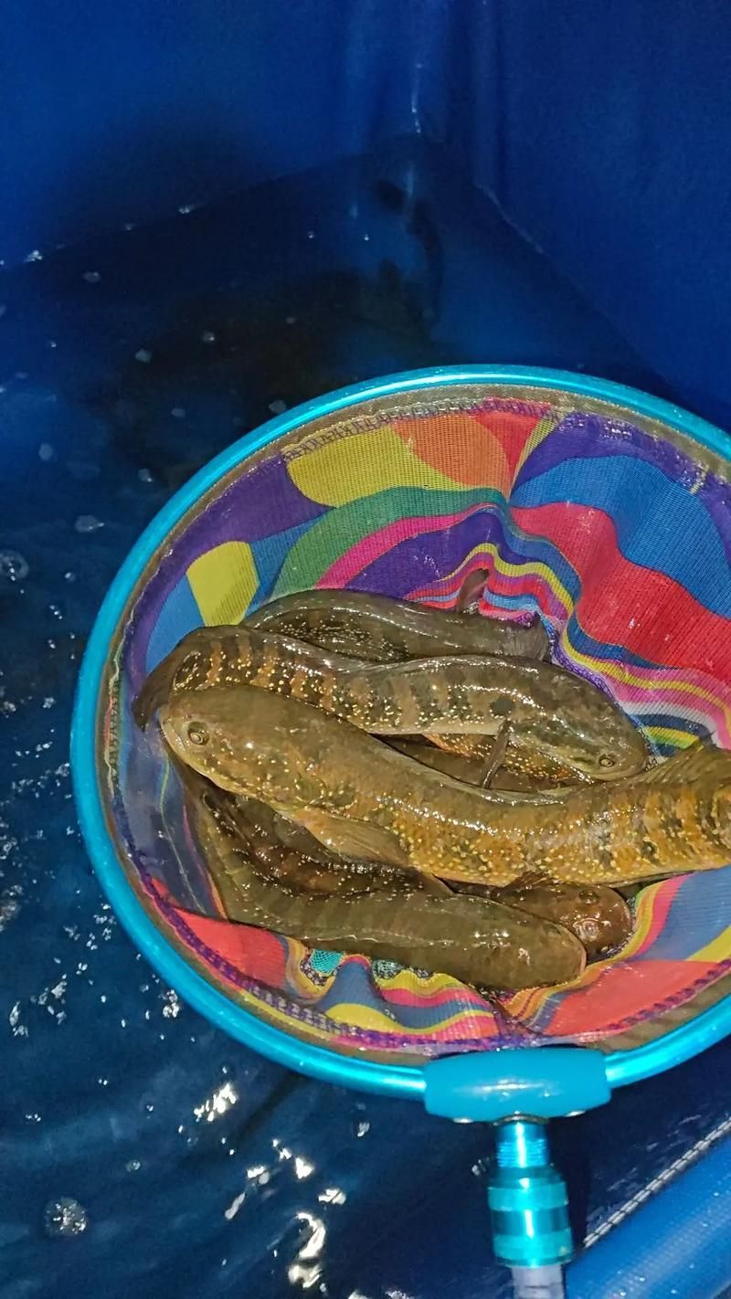 七星龍魚有哪些飼養技巧，七星龍魚的飼養技術 七星龍魚有哪些飼養技巧，七星龍魚的飼養技術 龍魚百科 第6張