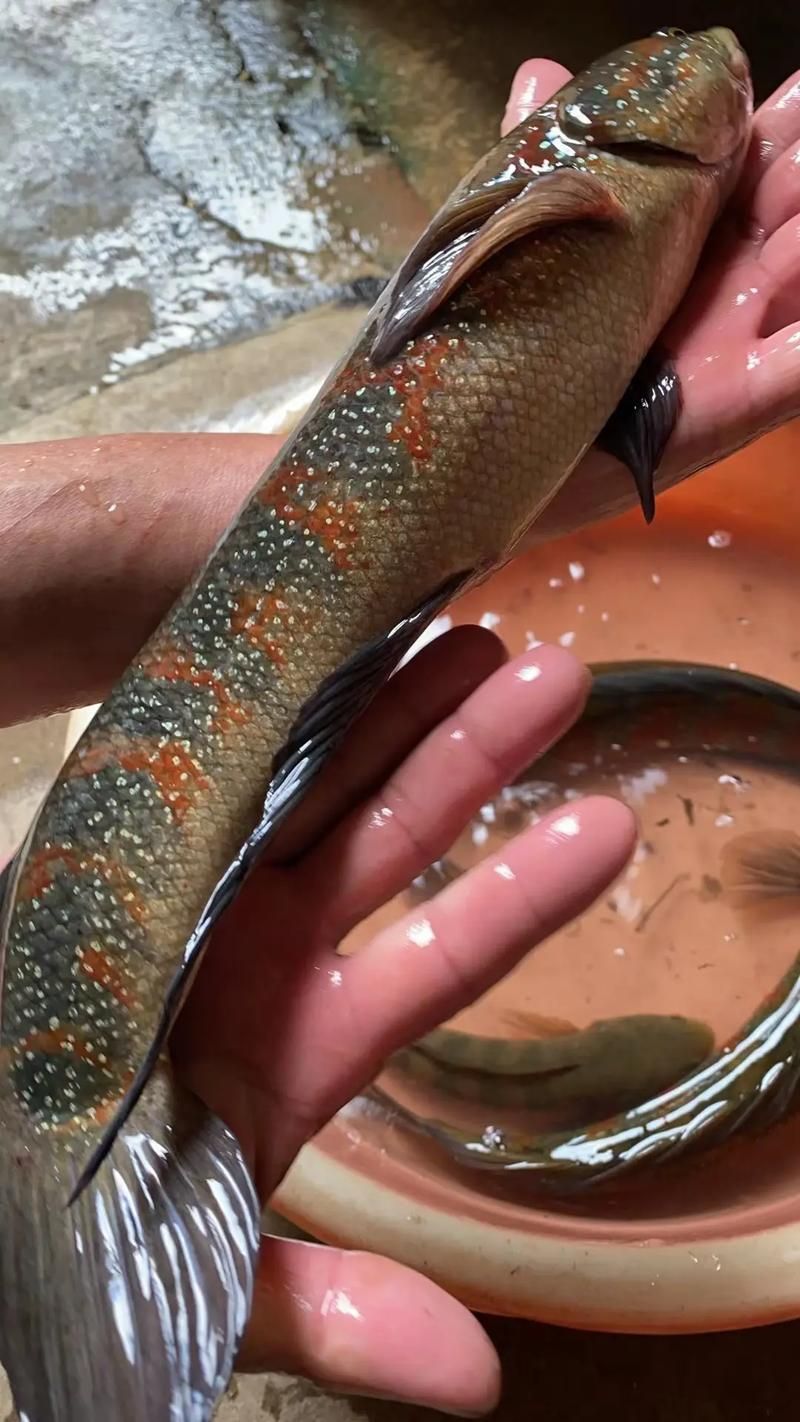 七星龍魚有哪些飼養技巧，七星龍魚的飼養技術 七星龍魚有哪些飼養技巧，七星龍魚的飼養技術 龍魚百科 第1張