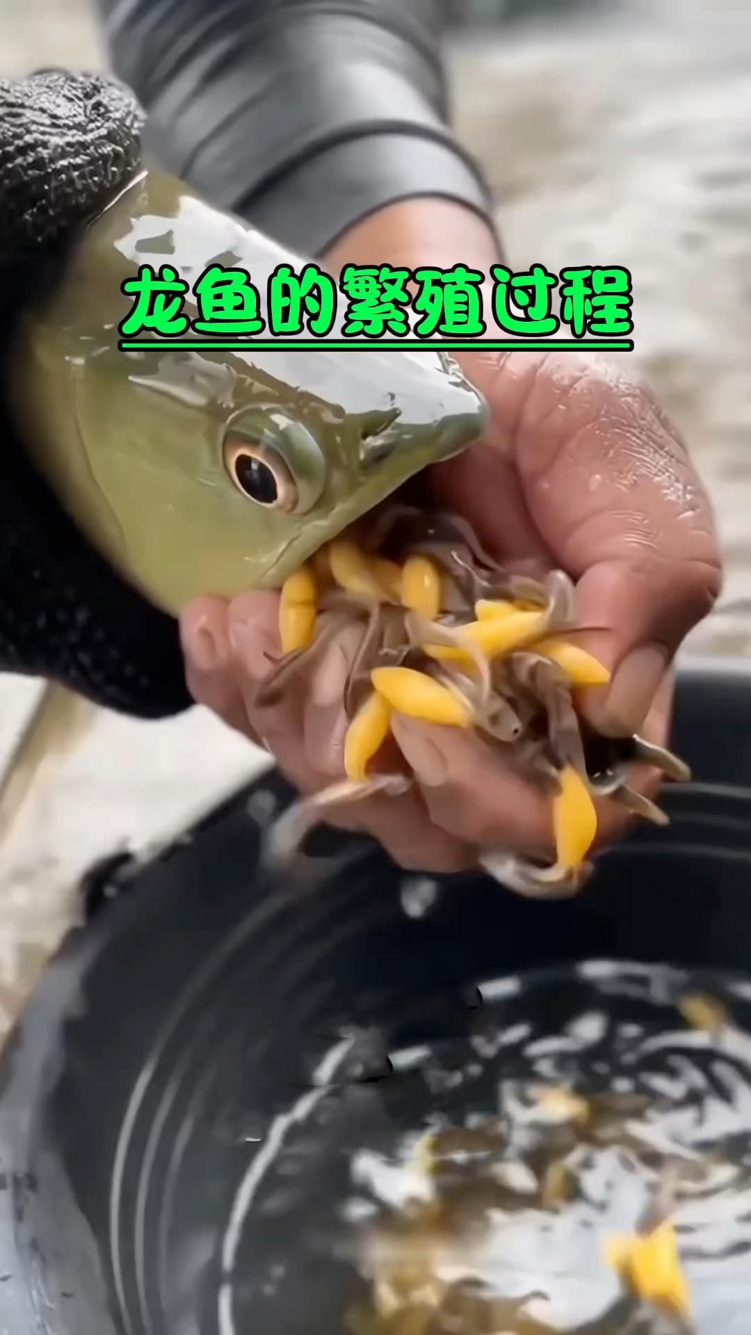 雄縣龍魚的繁殖難度如何？，雄縣龍魚繁殖成功案例分享龍魚繁殖成功案例分享 雄縣龍魚的繁殖難度如何？，雄縣龍魚繁殖成功案例分享龍魚繁殖成功案例分享 龍魚百科 第3張