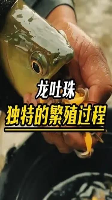 雄縣龍魚的繁殖難度如何？，雄縣龍魚繁殖成功案例分享龍魚繁殖成功案例分享 雄縣龍魚的繁殖難度如何？，雄縣龍魚繁殖成功案例分享龍魚繁殖成功案例分享 龍魚百科 第4張