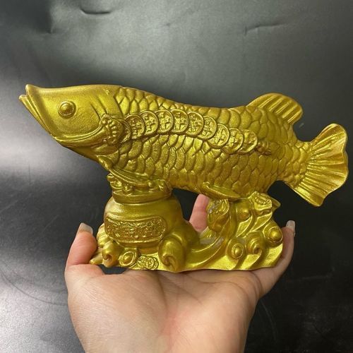 招財金龍魚圖片，招財金龍魚的風水擺放指南 招財金龍魚圖片，招財金龍魚的風水擺放指南 龍魚百科 第12張