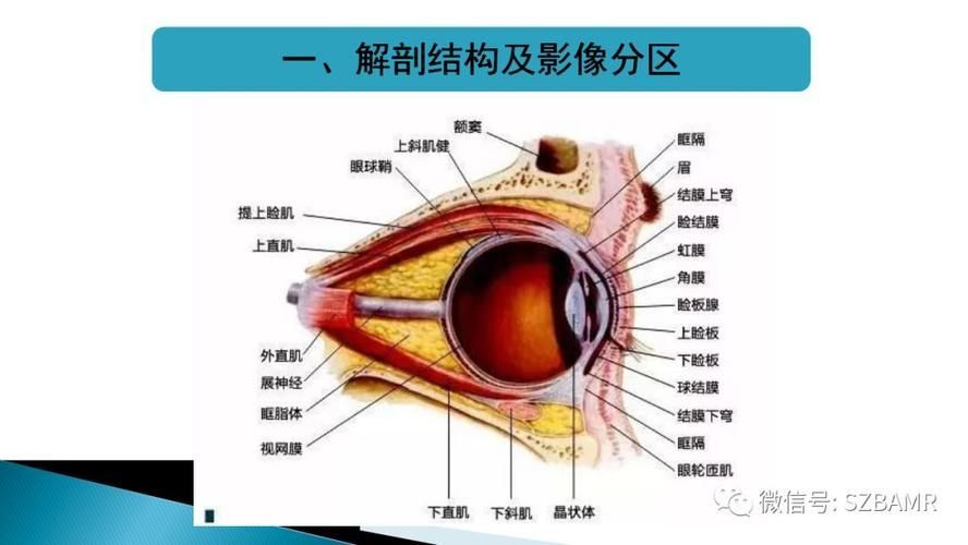 有哪些藥物可以幫助治療魚突眼,“魚突眼”并非醫學標準術語可以幫助治療魚突眼ted 龍魚百科 第3張 有哪些藥物可以幫助治療魚突眼,“魚突眼”并非醫學標準術語可以幫助治療魚突眼ted 有哪些藥物可以幫助治療魚突眼,“魚突眼”并非醫學標準術語可以幫助治療魚突眼ted 龍魚百科 第3張