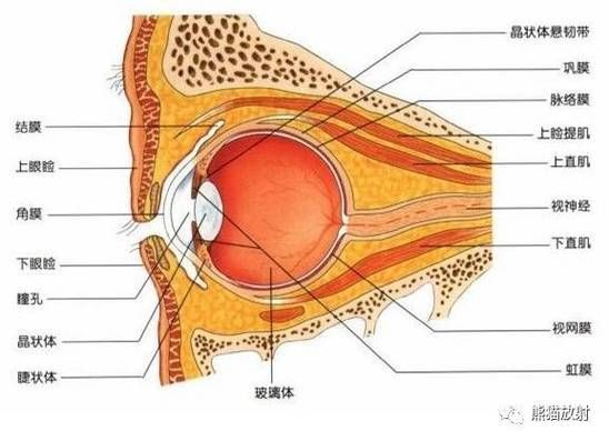 有哪些藥物可以幫助治療魚突眼,“魚突眼”并非醫學標準術語可以幫助治療魚突眼ted 龍魚百科 第2張 有哪些藥物可以幫助治療魚突眼,“魚突眼”并非醫學標準術語可以幫助治療魚突眼ted 有哪些藥物可以幫助治療魚突眼,“魚突眼”并非醫學標準術語可以幫助治療魚突眼ted 龍魚百科 第2張