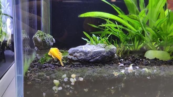 魚爛尾加鹽有用嗎，魚爛尾加鹽有用嗎魚爛尾加鹽有用嗎魚爛尾加鹽有用嗎