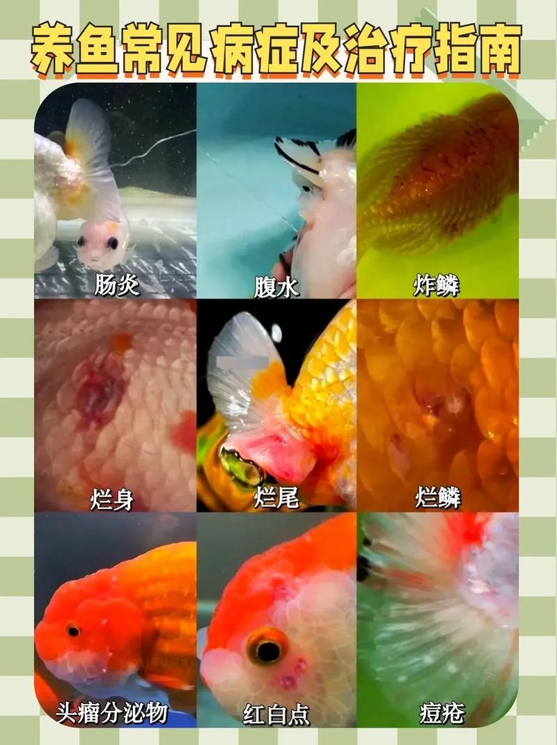 如何保養玉龍魚?,如何保養玉龍魚(亞洲龍魚(亞洲龍魚)的養護指南 龍魚百科 第6張 如何保養玉龍魚?,如何保養玉龍魚(亞洲龍魚(亞洲龍魚)的養護指南 如何保養玉龍魚?,如何保養玉龍魚(亞洲龍魚(亞洲龍魚)的養護指南 龍魚百科 第6張