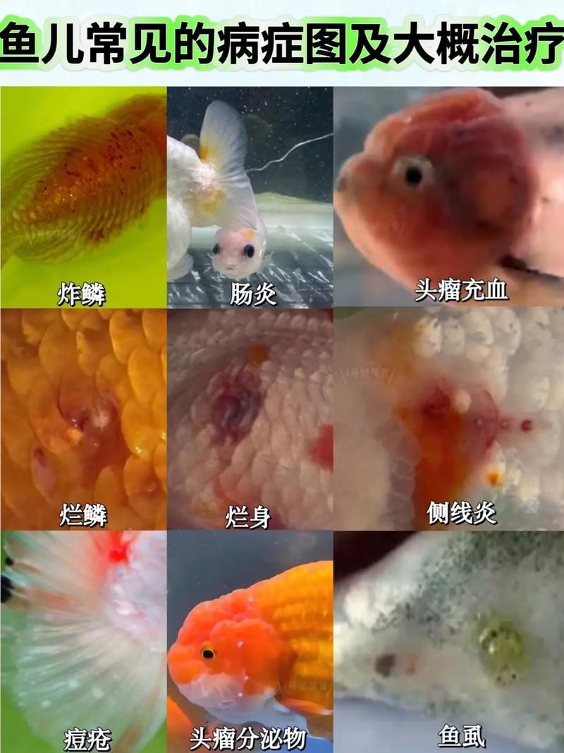 如何保養玉龍魚?,如何保養玉龍魚(亞洲龍魚(亞洲龍魚)的養護指南 龍魚百科 第5張 如何保養玉龍魚?,如何保養玉龍魚(亞洲龍魚(亞洲龍魚)的養護指南 如何保養玉龍魚?,如何保養玉龍魚(亞洲龍魚(亞洲龍魚)的養護指南 龍魚百科 第5張