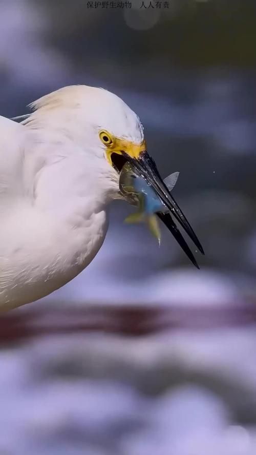 火龍魚蠑螈有哪些天敵？，“火龍魚蠑螈”并非真實存在的天敵體系 火龍魚蠑螈有哪些天敵？，“火龍魚蠑螈”并非真實存在的天敵體系 龍魚百科 第2張