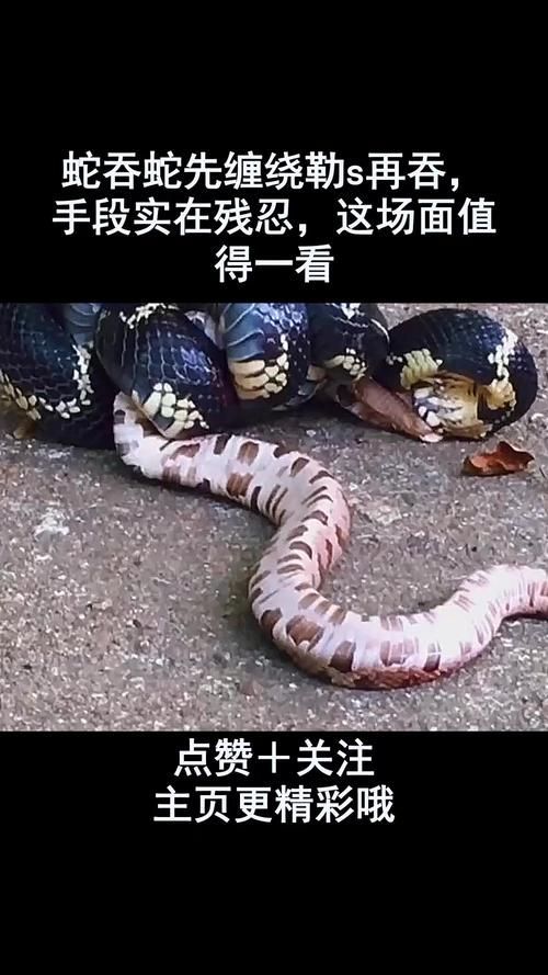 火龍魚蠑螈有哪些天敵？，“火龍魚蠑螈”并非真實存在的天敵體系 火龍魚蠑螈有哪些天敵？，“火龍魚蠑螈”并非真實存在的天敵體系 龍魚百科 第7張