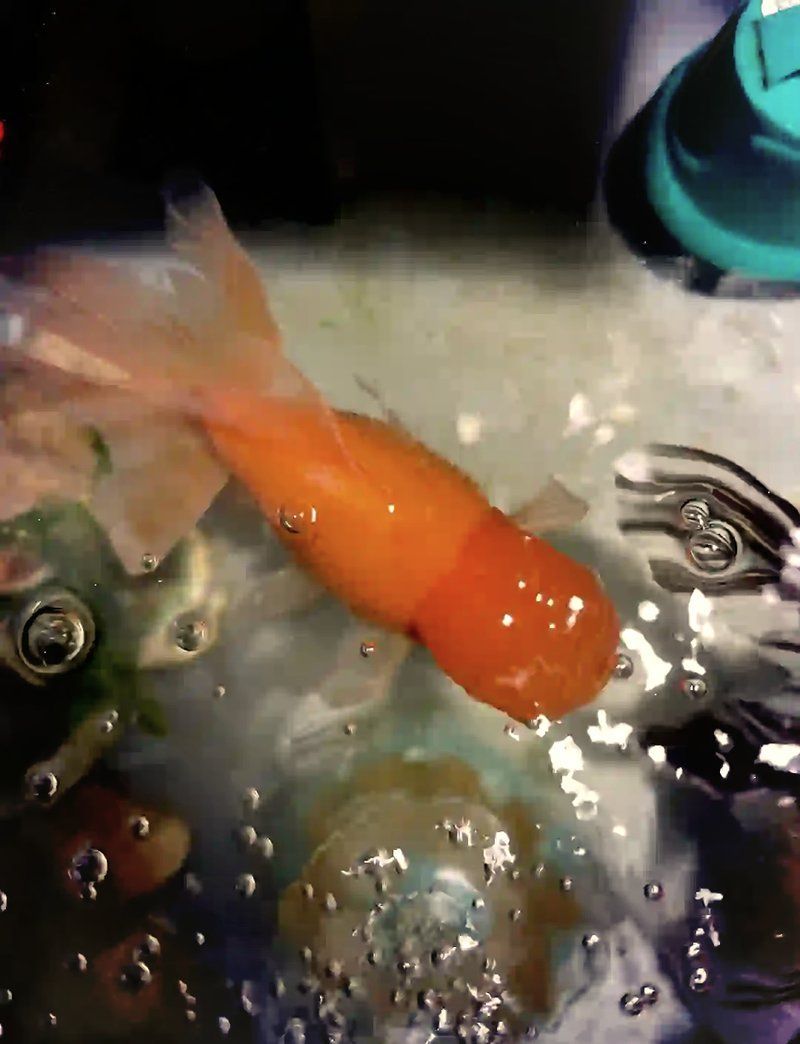 金魚炸鱗期間需要停食嗎，金魚炸鱗期間需要停食嗎金魚炸鱗期間需要停食嗎 金魚炸鱗期間需要停食嗎，金魚炸鱗期間需要停食嗎金魚炸鱗期間需要停食嗎 龍魚百科 第1張