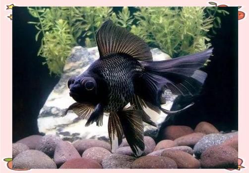 給我一些龍睛魚的圖片，龍睛魚有哪些常見品種龍睛魚有哪些常見品種 給我一些龍睛魚的圖片，龍睛魚有哪些常見品種龍睛魚有哪些常見品種 龍魚百科 第9張