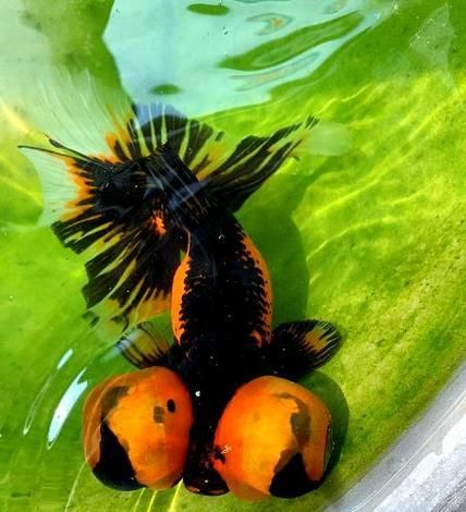 給我一些龍睛魚的圖片，龍睛魚有哪些常見品種龍睛魚有哪些常見品種 給我一些龍睛魚的圖片，龍睛魚有哪些常見品種龍睛魚有哪些常見品種 龍魚百科 第13張