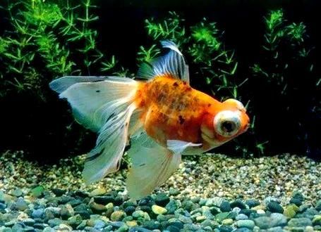給我一些龍睛魚的圖片，龍睛魚有哪些常見品種龍睛魚有哪些常見品種 給我一些龍睛魚的圖片，龍睛魚有哪些常見品種龍睛魚有哪些常見品種 龍魚百科 第16張