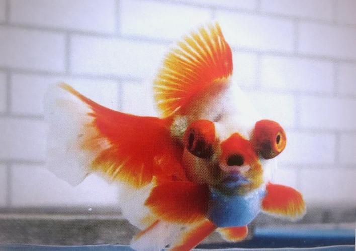 給我一些龍睛魚的圖片，龍睛魚有哪些常見品種龍睛魚有哪些常見品種 給我一些龍睛魚的圖片，龍睛魚有哪些常見品種龍睛魚有哪些常見品種 龍魚百科 第15張