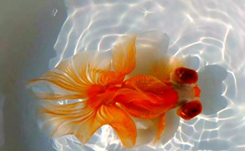 給我一些龍睛魚的圖片，龍睛魚有哪些常見品種龍睛魚有哪些常見品種 給我一些龍睛魚的圖片，龍睛魚有哪些常見品種龍睛魚有哪些常見品種 龍魚百科 第10張