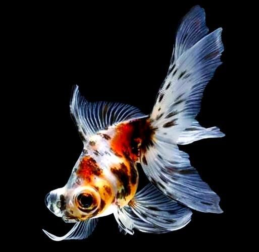給我一些龍睛魚的圖片，龍睛魚有哪些常見品種龍睛魚有哪些常見品種 給我一些龍睛魚的圖片，龍睛魚有哪些常見品種龍睛魚有哪些常見品種 龍魚百科 第12張