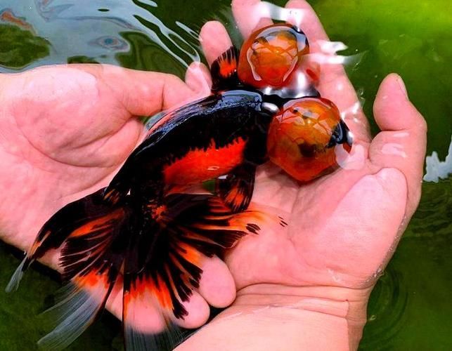 給我一些龍睛魚的圖片，龍睛魚有哪些常見品種龍睛魚有哪些常見品種 給我一些龍睛魚的圖片，龍睛魚有哪些常見品種龍睛魚有哪些常見品種 龍魚百科 第19張