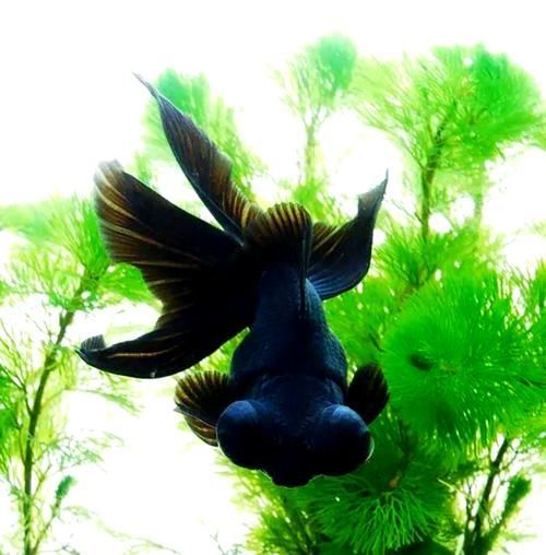 給我一些龍睛魚的圖片，龍睛魚有哪些常見品種龍睛魚有哪些常見品種 給我一些龍睛魚的圖片，龍睛魚有哪些常見品種龍睛魚有哪些常見品種 龍魚百科 第18張