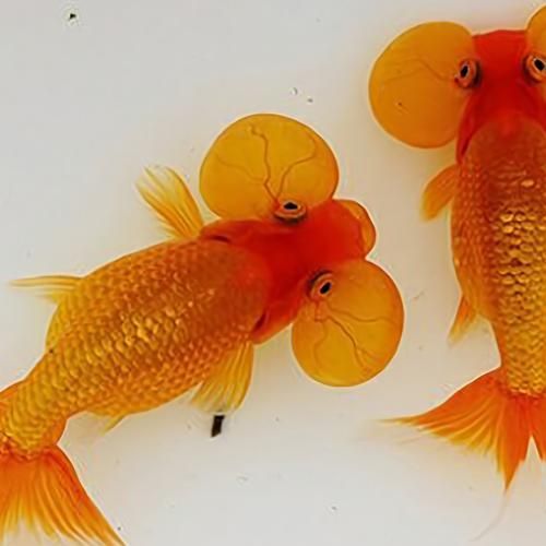 給我一些龍睛魚的圖片，龍睛魚有哪些常見品種龍睛魚有哪些常見品種 給我一些龍睛魚的圖片，龍睛魚有哪些常見品種龍睛魚有哪些常見品種 龍魚百科 第21張