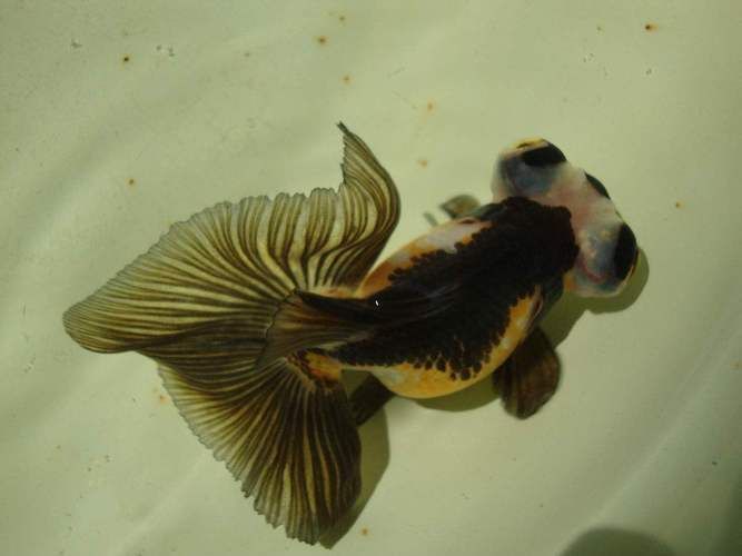 給我一些龍睛魚的圖片，龍睛魚有哪些常見品種龍睛魚有哪些常見品種 給我一些龍睛魚的圖片，龍睛魚有哪些常見品種龍睛魚有哪些常見品種 龍魚百科 第20張