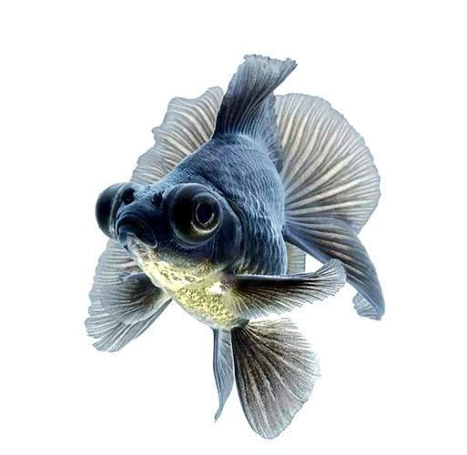 給我一些龍睛魚的圖片，龍睛魚有哪些常見品種龍睛魚有哪些常見品種 給我一些龍睛魚的圖片，龍睛魚有哪些常見品種龍睛魚有哪些常見品種 龍魚百科 第22張