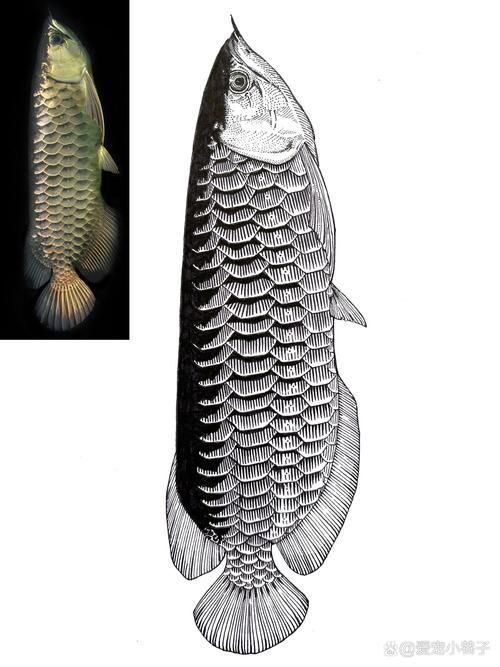 有沒有更多風格的金龍魚手繪作品?,探索金龍魚的多樣性 龍魚百科 第24張 有沒有更多風格的金龍魚手繪作品?,探索金龍魚的多樣性 有沒有更多風格的金龍魚手繪作品?,探索金龍魚的多樣性 龍魚百科 第24張