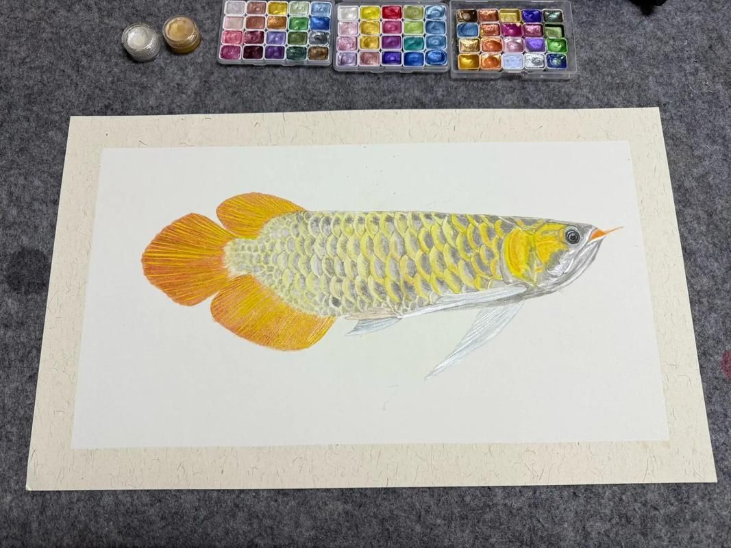 有沒有更多風格的金龍魚手繪作品?,探索金龍魚的多樣性 龍魚百科 第21張 有沒有更多風格的金龍魚手繪作品?,探索金龍魚的多樣性 有沒有更多風格的金龍魚手繪作品?,探索金龍魚的多樣性 龍魚百科 第21張