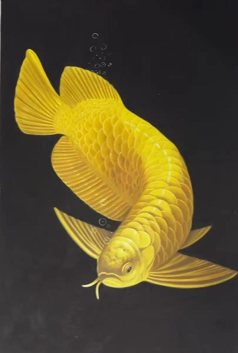 有沒有更多風格的金龍魚手繪作品?,探索金龍魚的多樣性 龍魚百科 第20張 有沒有更多風格的金龍魚手繪作品?,探索金龍魚的多樣性 有沒有更多風格的金龍魚手繪作品?,探索金龍魚的多樣性 龍魚百科 第20張