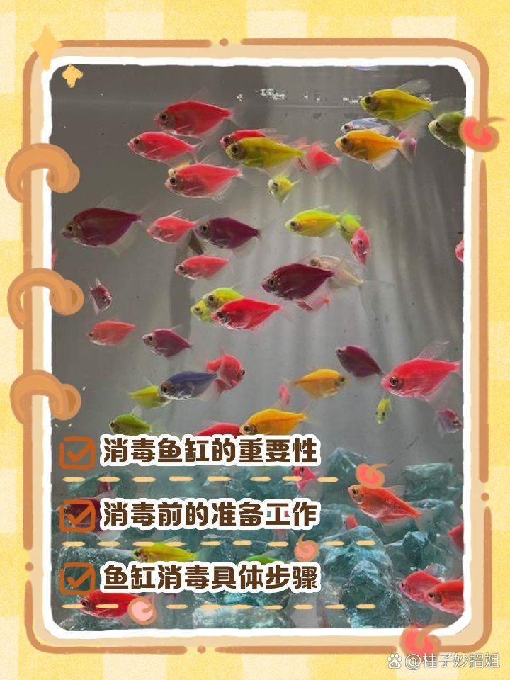 龍魚死亡后應(yīng)該如何處理魚缸？，龍魚死亡后如何處理魚缸？ 龍魚死亡后應(yīng)該如何處理魚缸？，龍魚死亡后如何處理魚缸？ 龍魚百科 第1張
