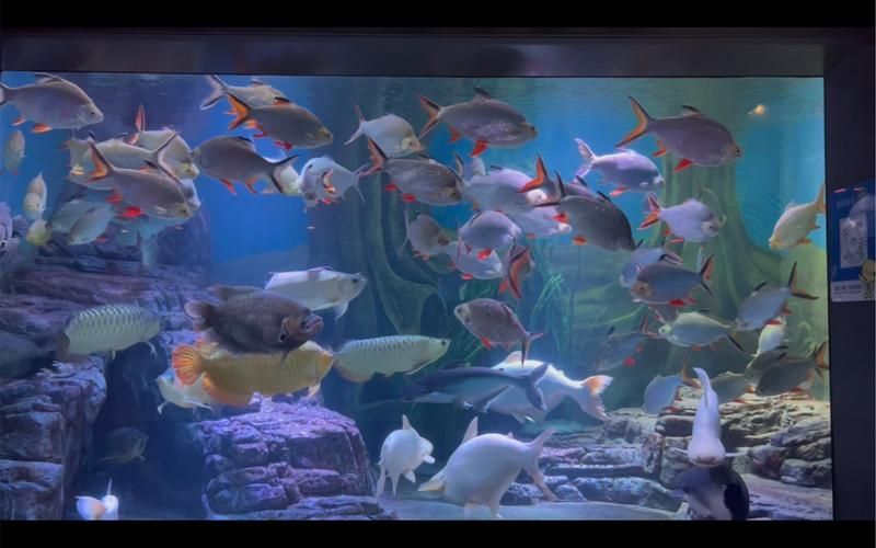 能提供更多關(guān)于“海港龍魚”的信息嗎？，“海港龍魚”并非標(biāo)準(zhǔn)術(shù)語(yǔ)， 能提供更多關(guān)于“海港龍魚”的信息嗎？，“海港龍魚”并非標(biāo)準(zhǔn)術(shù)語(yǔ)， 龍魚百科 第4張