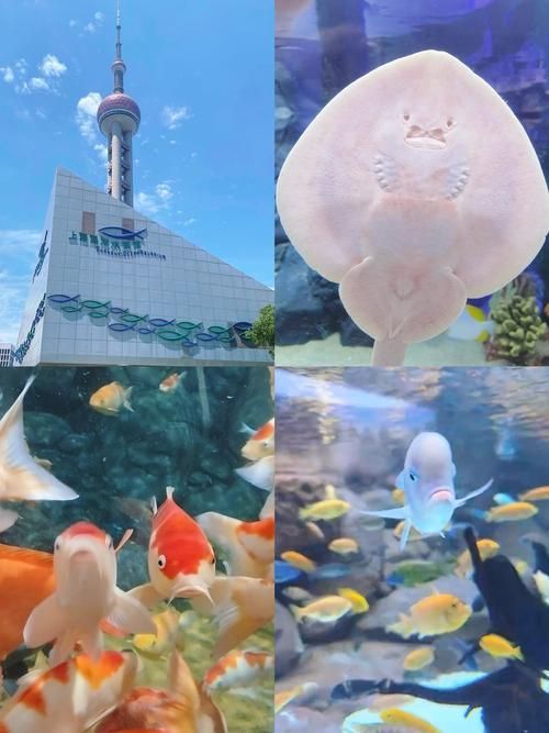 能提供更多關(guān)于“海港龍魚”的信息嗎？，“海港龍魚”并非標(biāo)準(zhǔn)術(shù)語(yǔ)， 能提供更多關(guān)于“海港龍魚”的信息嗎？，“海港龍魚”并非標(biāo)準(zhǔn)術(shù)語(yǔ)， 龍魚百科 第6張