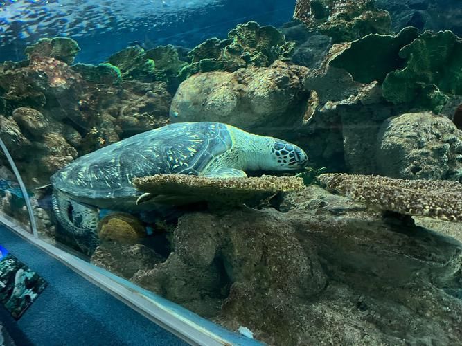 能提供更多關(guān)于“海港龍魚”的信息嗎？，“海港龍魚”并非標(biāo)準(zhǔn)術(shù)語(yǔ)， 能提供更多關(guān)于“海港龍魚”的信息嗎？，“海港龍魚”并非標(biāo)準(zhǔn)術(shù)語(yǔ)， 龍魚百科 第5張