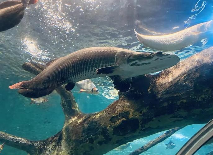能提供更多關(guān)于“海港龍魚”的信息嗎？，“海港龍魚”并非標(biāo)準(zhǔn)術(shù)語(yǔ)， 能提供更多關(guān)于“海港龍魚”的信息嗎？，“海港龍魚”并非標(biāo)準(zhǔn)術(shù)語(yǔ)， 龍魚百科 第3張
