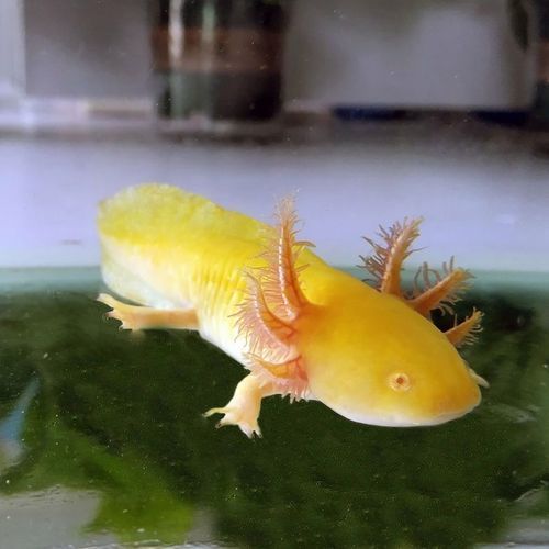 給我推薦一些六角恐龍魚(yú)的品種，六角恐龍魚(yú) 給我推薦一些六角恐龍魚(yú)的品種，六角恐龍魚(yú) 龍魚(yú)百科 第7張