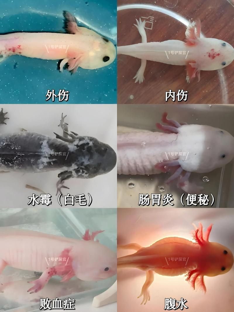 給我推薦一些六角恐龍魚(yú)的品種，六角恐龍魚(yú) 給我推薦一些六角恐龍魚(yú)的品種，六角恐龍魚(yú) 龍魚(yú)百科 第14張