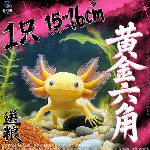 給我推薦一些六角恐龍魚(yú)的品種，六角恐龍魚(yú) 給我推薦一些六角恐龍魚(yú)的品種，六角恐龍魚(yú) 龍魚(yú)百科 第13張