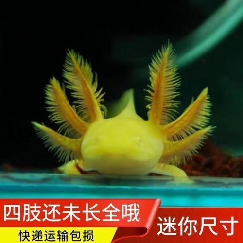 給我推薦一些六角恐龍魚(yú)的品種，六角恐龍魚(yú) 給我推薦一些六角恐龍魚(yú)的品種，六角恐龍魚(yú) 龍魚(yú)百科 第12張