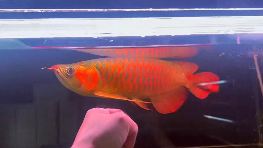 能否提供印尼紅龍飼養環境的圖片，印尼紅龍的飼養方式 能否提供印尼紅龍飼養環境的圖片，印尼紅龍的飼養方式 龍魚百科 第18張
