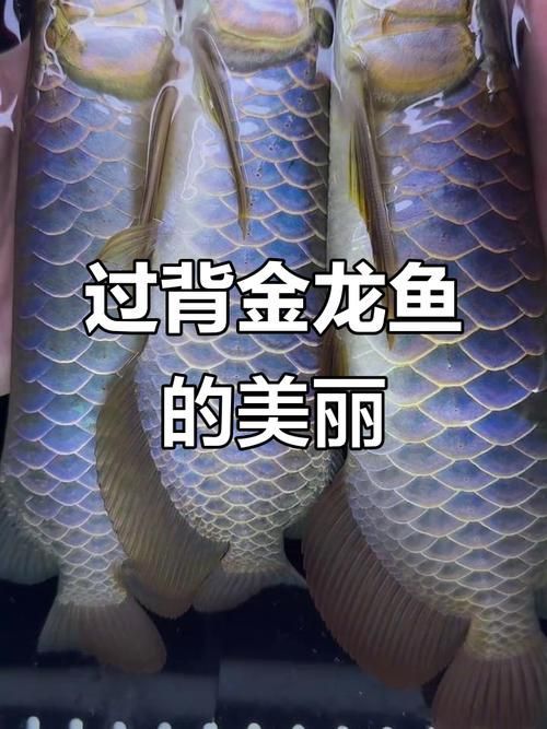 給我推薦一些小金頭過背龍魚的品種，小型金頭過背龍魚的選擇