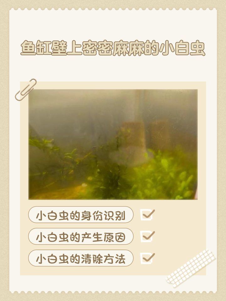 如何判斷魚缸里有哪些蟲，判斷魚缸里有哪些蟲的方法 如何判斷魚缸里有哪些蟲，判斷魚缸里有哪些蟲的方法 龍魚百科 第1張