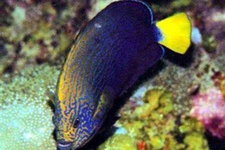 黃寬帶蝴蝶魚的飼養方法是什么？，黃寬帶蝴蝶魚的飼養方法