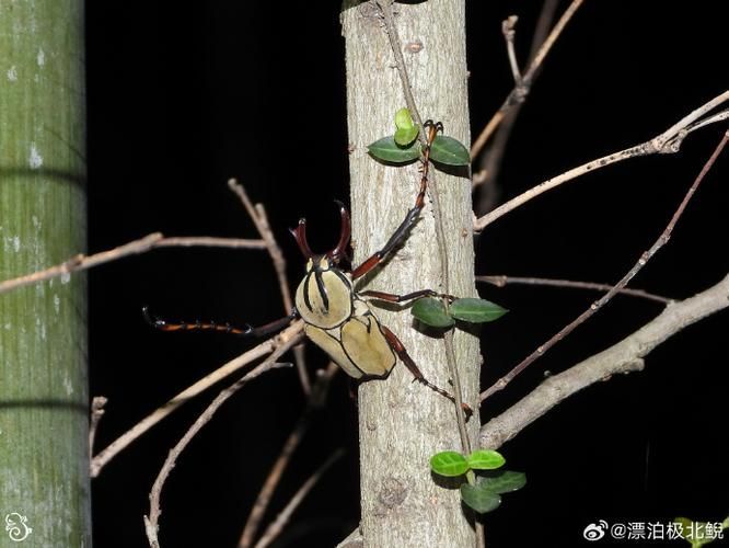 黃寬帶蝴蝶魚的飼養方法是什么?,黃寬帶蝴蝶魚的飼養方法 龍魚百科 第2張 黃寬帶蝴蝶魚的飼養方法是什么?,黃寬帶蝴蝶魚的飼養方法 黃寬帶蝴蝶魚的飼養方法是什么?,黃寬帶蝴蝶魚的飼養方法 龍魚百科 第2張