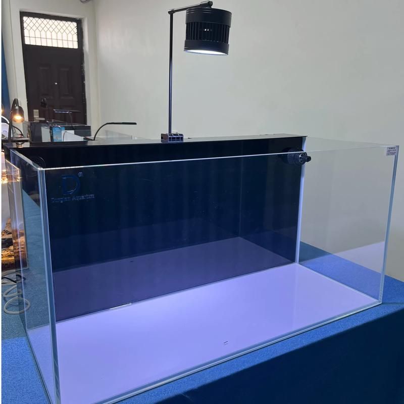 可麗愛和彩鰈哪個更值得購買？，可麗愛與彩鰈的區別 可麗愛和彩鰈哪個更值得購買？，可麗愛與彩鰈的區別 龍魚百科 第4張