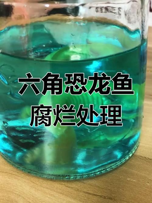 六角恐龍魚生病后如何護(hù)理，六角恐龍魚護(hù)理指南 六角恐龍魚生病后如何護(hù)理，六角恐龍魚護(hù)理指南 龍魚百科 第6張
