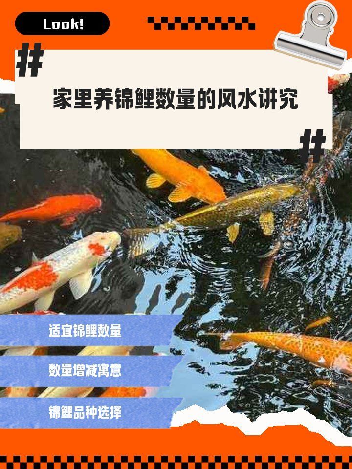 魚(yú)擺件數(shù)量有何講究，魚(yú)擺件數(shù)量與五行屬性有何關(guān)系魚(yú)擺件數(shù)量與五行屬性有何關(guān)系 魚(yú)擺件數(shù)量有何講究，魚(yú)擺件數(shù)量與五行屬性有何關(guān)系魚(yú)擺件數(shù)量與五行屬性有何關(guān)系 龍魚(yú)百科 第1張