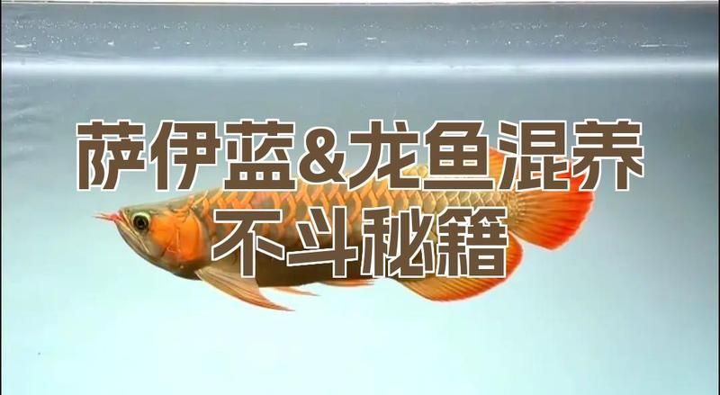 薩伊藍六間與龍魚混養(yǎng)有哪些成功案例，龍魚與薩伊藍六間與龍魚混養(yǎng)有哪些成功的成功案例 薩伊藍六間與龍魚混養(yǎng)有哪些成功案例，龍魚與薩伊藍六間與龍魚混養(yǎng)有哪些成功的成功案例 龍魚百科 第2張