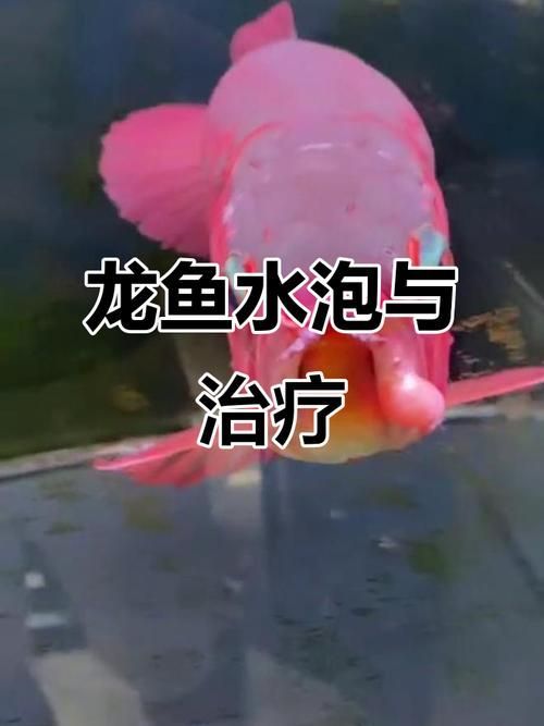 手術治療龍魚肉瘤的成功率高嗎?,龍魚肉瘤手術治療龍魚肉瘤的成功率高嗎,手術成功率高嗎 龍魚百科 第5張 手術治療龍魚肉瘤的成功率高嗎?,龍魚肉瘤手術治療龍魚肉瘤的成功率高嗎,手術成功率高嗎 手術治療龍魚肉瘤的成功率高嗎?,龍魚肉瘤手術治療龍魚肉瘤的成功率高嗎,手術成功率高嗎 龍魚百科 第5張