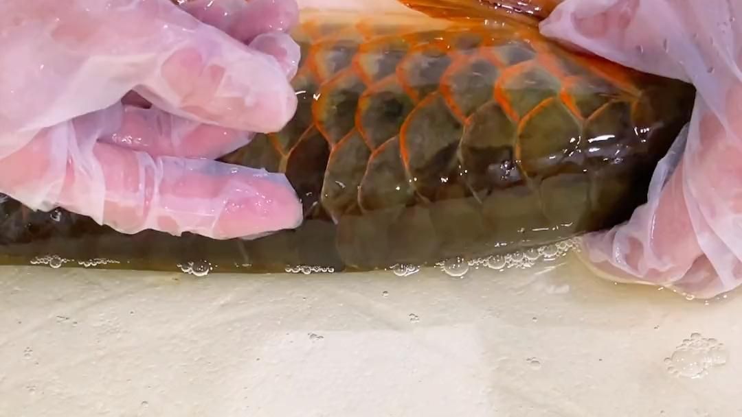 龍魚鱗片翹起來一塊會恢復嗎？，龍魚鱗片翹起一塊會恢復嗎， 龍魚鱗片翹起來一塊會恢復嗎？，龍魚鱗片翹起一塊會恢復嗎， 龍魚百科 第3張
