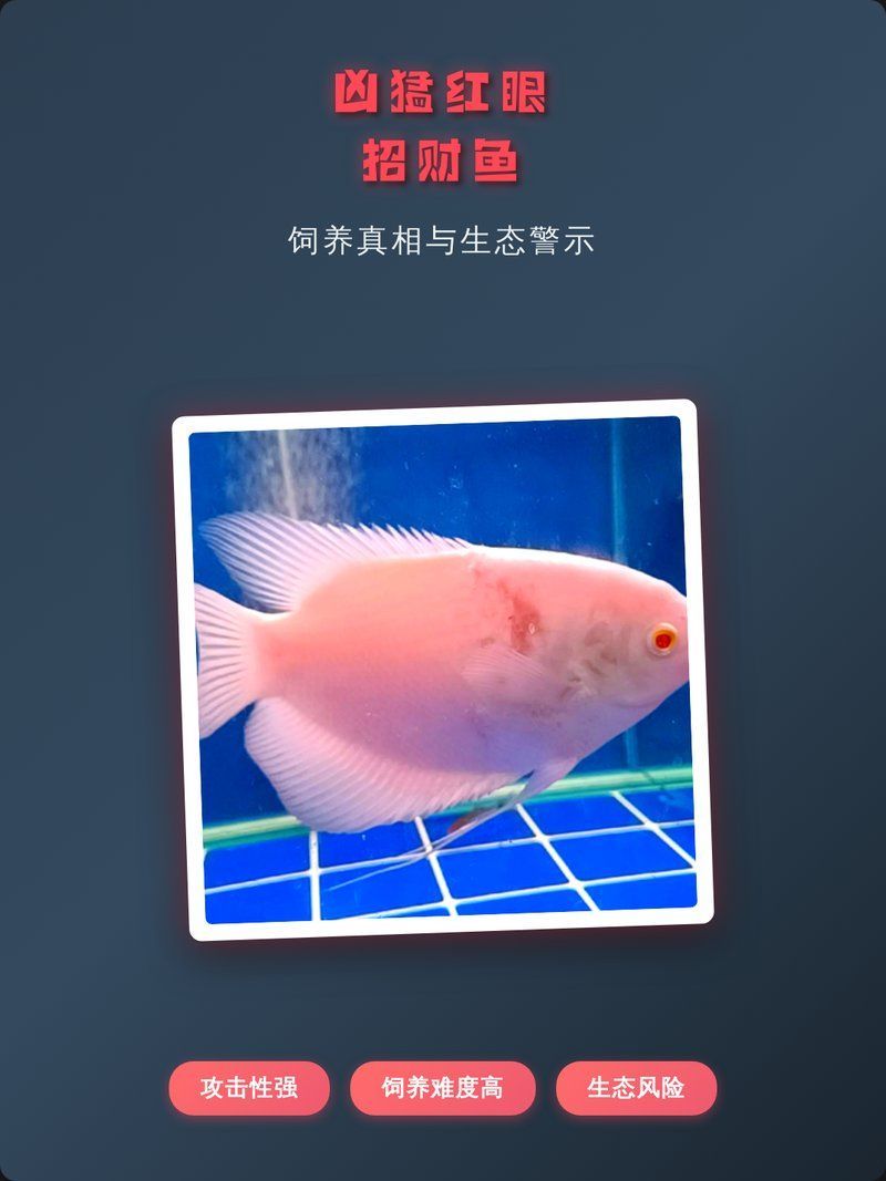 哪些魚類不適合與紅眼招財魚混養(yǎng)，不適合與紅眼招財魚混養(yǎng)的魚類 哪些魚類不適合與紅眼招財魚混養(yǎng)，不適合與紅眼招財魚混養(yǎng)的魚類 龍魚百科 第1張